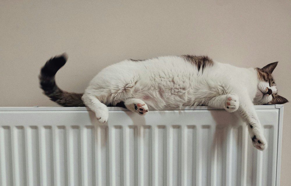 Cat on nice warm radiator